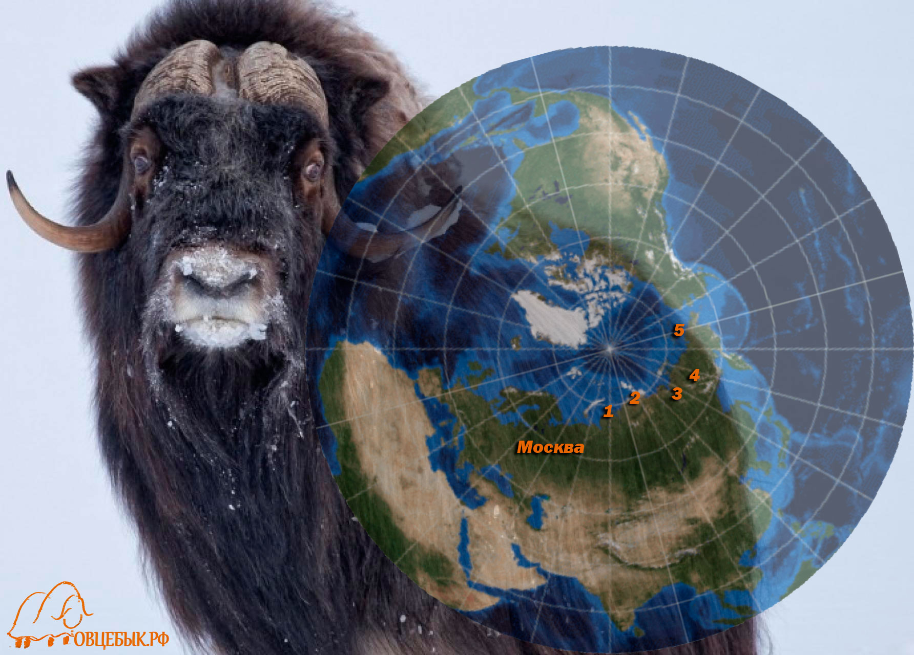 овцебык на карте реионы обитания в России